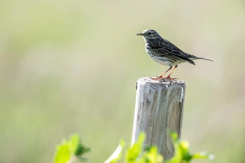 Meadow Pipit (Anthus pratensis), Emsland, Lower Saxony, Germany, Europe