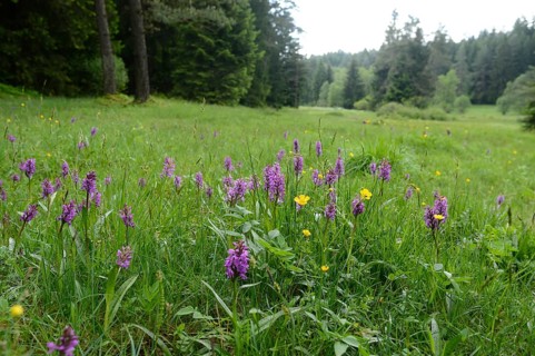 Landscape of a meadow full of western marsh orchid (Dactylorhiza majalis) blossoms in spring