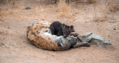 Spotted hyenas (Crocuta crocuta), adult female cuddling with cubs, lying down, Kruger National