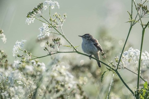 Sedge warbler (Acrocephalus schoenobaenus), Lower Saxony, Germany, Europe