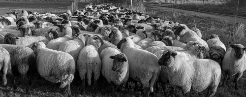 Black-headed domestic sheep (Ovis gmelini aries) penned for loading on the pasture in the early