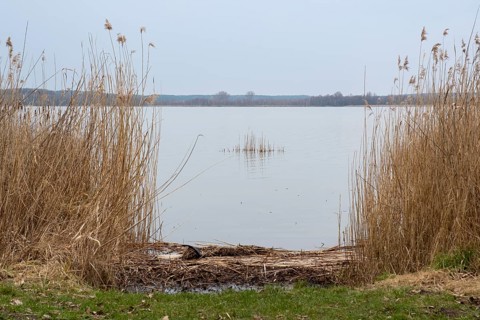 Reeds on the shore of Lake Zierker See, Neustrelitz, Mecklenburg-Vorpommern, Germany, Europe