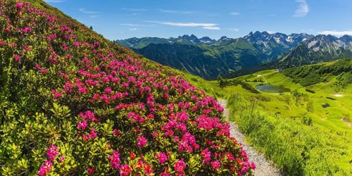 Alpine rose blossom, panorama from the Fellhorn over the Schlappoldsee and mountain station of the