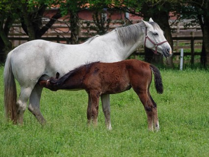 A grey mare stands in a green meadow and suckles a brown foal, surrounded by trees, horses and foal