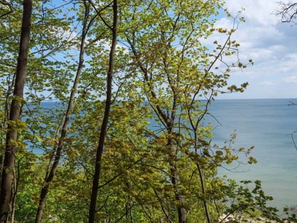 Thin tree trunks and fresh green foliage frame the view of the blue sea under a partly cloudy sky,