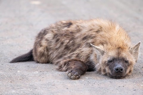 Spotted hyenas (Crocuta crocuta), adult, sleeping on the road, Kruger National Park, South Africa,
