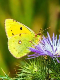 Clouded Yellow, Colias croceus, butterfly, Albania, Europe