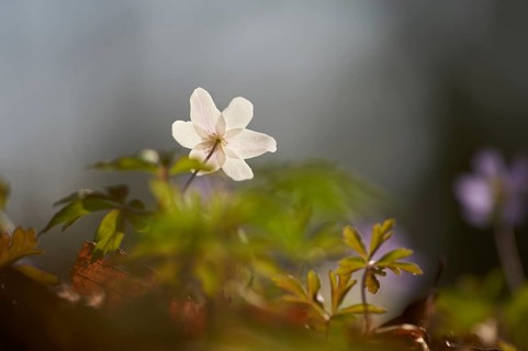 Wood anemone (Anemone nemorosa) Blossoms in a forest, Bavaria, Germany, Europe