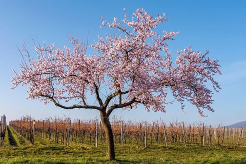 Flowering almond tree (Prunus dulcis), Weinfeld, Southern Palatinate, Palatinate,