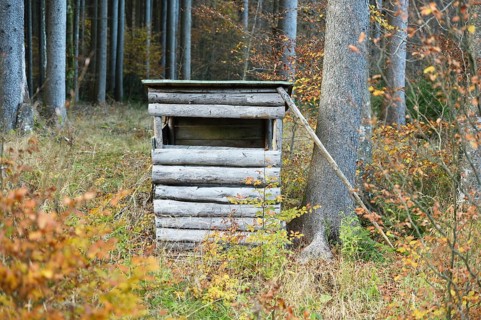 A perch in a mixed forest in autumn, Austria, Europe