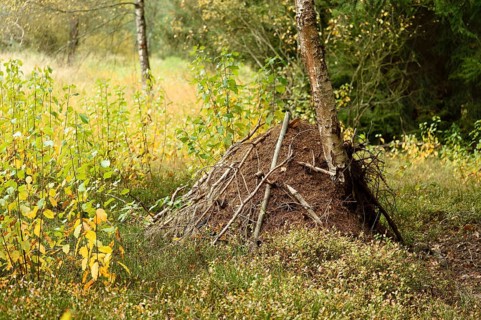 A wood ant anthill (formica) in a forest in autumn, Bavaria, Germany, Europe