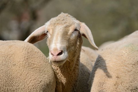 Portrait of a house-sheep (Ovis aries) in a fruit grove in spring