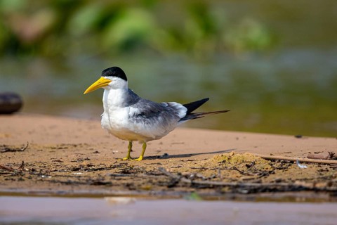 Large-billed Tern (Phaetusa simplex) Pantanal Brazil