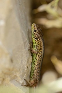 Close-up of a sand lizard (Lacerta agilis) in spring