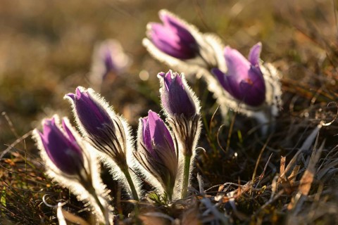 A group of Pulsatilla (Pulsatilla vulgaris) blooms in the grassland on a evening in early spring,