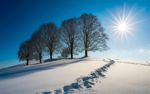 Footprints in fresh snow on a hill with a row of trees in winter, backlight, AI generated, AI