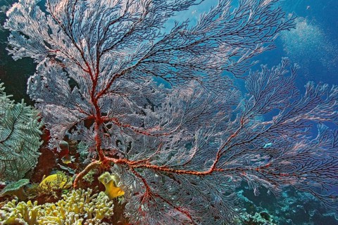 Knotted fan coral (Melithaea ochracea), Wakatobi Dive Resort, Sulawesi, Indonesia, Asia