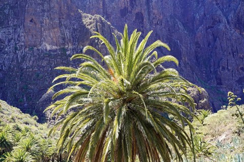 Mountain village Masca, Masca Gorge, Montana Teno Mountains, Tenerife, Canary Islands, Spain,
