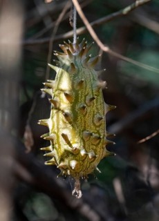 Horned cucumber or horned melon (Cucumis metuliferus), unripe fruit hanging from the tree, Kruger