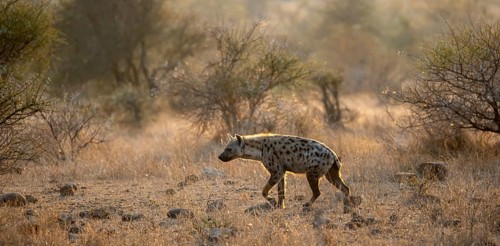 Spotted hyenas (Crocuta crocuta), in the morning light in dry grass, Kruger National Park, South