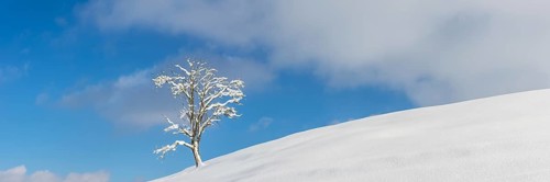 Single English oak (Quercus robur) in winter, natural landscape near Fuessen, Ostallgaeu, Bavaria,