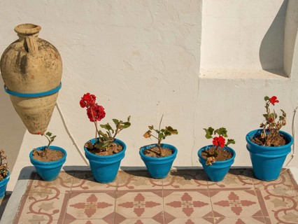 Blue flower pots with red flowers along a white wall on the terrace, Tunis in Africa with ruins