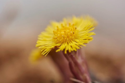 Close-up of coltsfoot (Tussilago farfara) blooming in a sandpit in spring, Bavaria, Germany, Europe