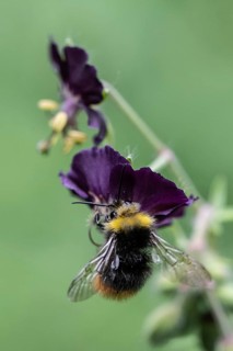 Early bumblebee (Bombus pratorum) on cranesbill (Geranium phaeum), Emsland, Lower Saxony, Germany,