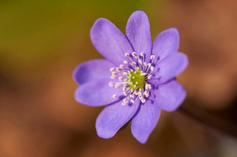 Close-up of Common Hepatica (Anemone hepatica) on the forest-floor in early spring
