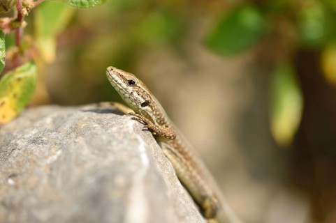 Close-up of a common wall lizard (Podarcis muralis) in autumn, Italy, Europe