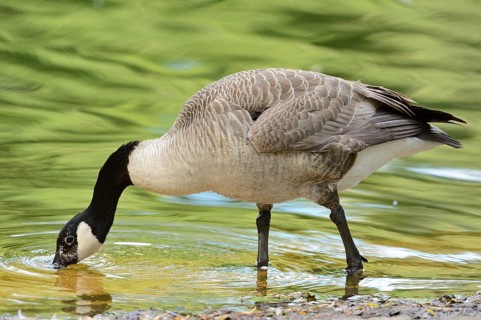 Close-up of a Canada goose (Branta canadensis) at the water stain in spring