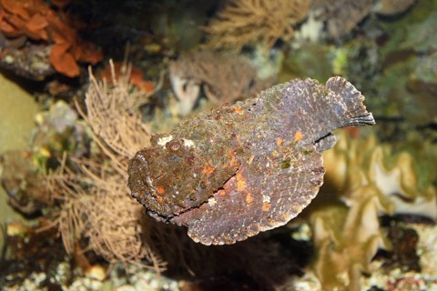 Close-up of a Stonefish (Synanceia verrucosa) in an aquarium