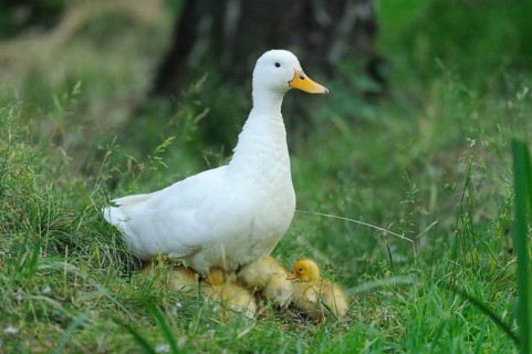 Close-up of a Long Island duck (Anas platyrhynchos domestica or Anas peking) mother with her chicks