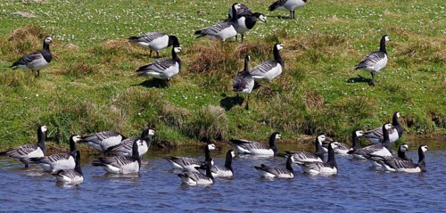 Barnacle geese, barnacle geese (Branta leucopsis), flock in a meadow by the water, North Sea coast,