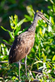 Limpkin (Aramus guarauna) Pantanal Brazil