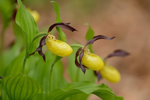 Close-up of lady's-slipper orchid (Cypripedium calceolus) blossoms in a forest in spring, Upper