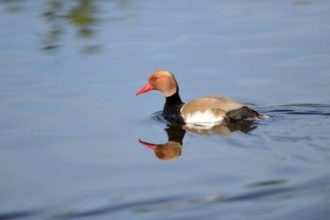 Close-up of a Red-crested Pochard (Netta rufina) swimming in the water in spring