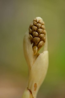 Close-up of a Bird's-nest Orchid (Neottia nidus-avis)