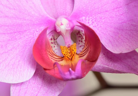 Blossom of a colourful Phalaenopsis orchid