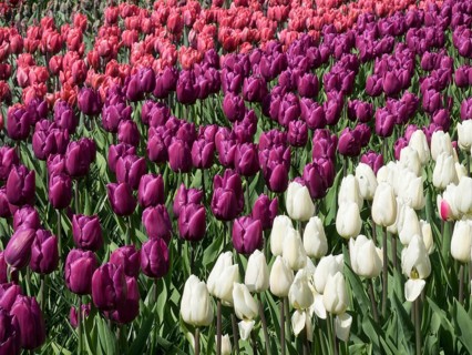 A field of flowers with rows of colourful tulips in magenta, red and white in a garden, many