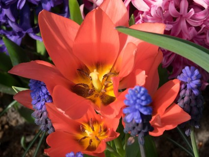 Close-up of a red flower with surrounding hyacinths and other flowers, many colourful, blooming
