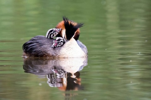 A great crested grebe (Podiceps cristatus) with two chicks on its back swimming on a calm lake,