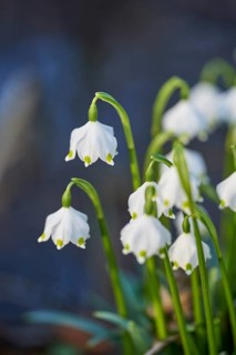 Close-up of spring snowflake (Leucojum vernum) blooming in spring, Bavaria, Germany, Europe