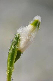 Close-up of spring snowflake (Leucojum vernum) blooming in spring, Bavaria, Germany, Europe