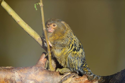 Western pygmy marmoset (Cebuella pygmaea), captive, Zoo Augsburg, Germany, Europe