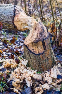 Beaver tree felling on the Teltow Canal, Berlin, Germany, Europe