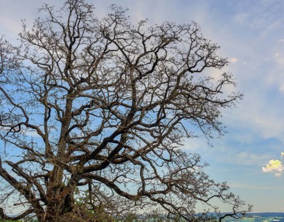 Ash tree in spring (Fraxinus excelsior), Allgaeu, Bavaria, Germany, Europe