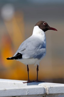 Black-headed Black-headed Gull (Larus ridibundus) in breeding plumage standing on a railing in the