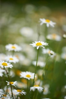 Close-up of a flower meadow with ox-eye daisy (Leucanthemum vulgare) blossoms in early summer