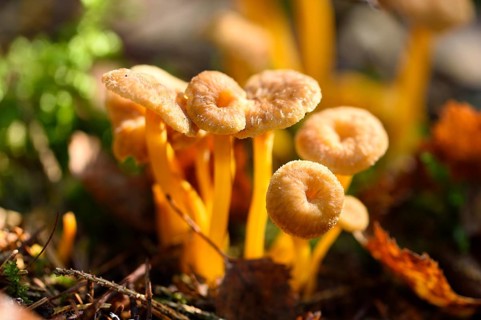 Close-up of a Yellowfoot (Craterellus tubaeformis) in forest in autumn